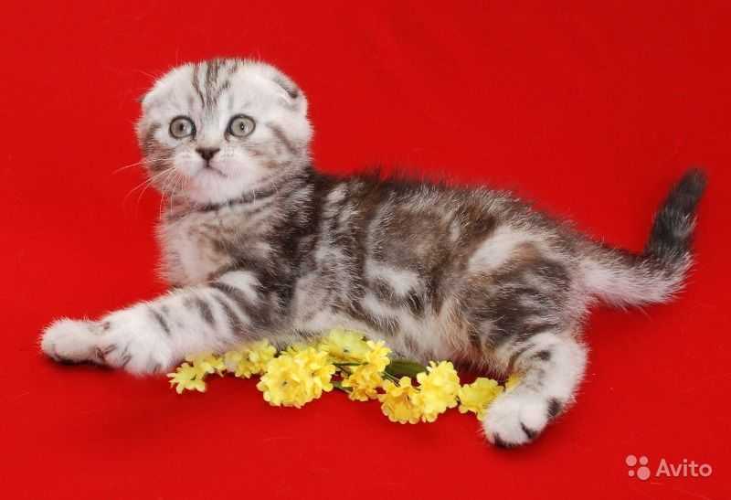 Клички для шотландских вислоухих котов и кошек: лучшее имя для мальчика и девочки, как назвать котенка | medeponim.ru