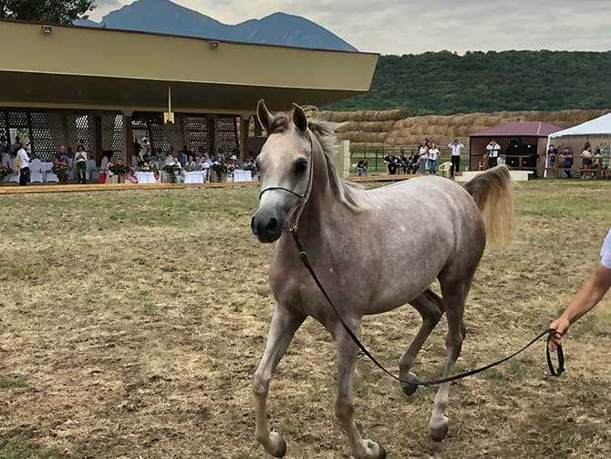 Арабская порода лошадей: характеристика, содержание и уход, профилактика болезней, фото