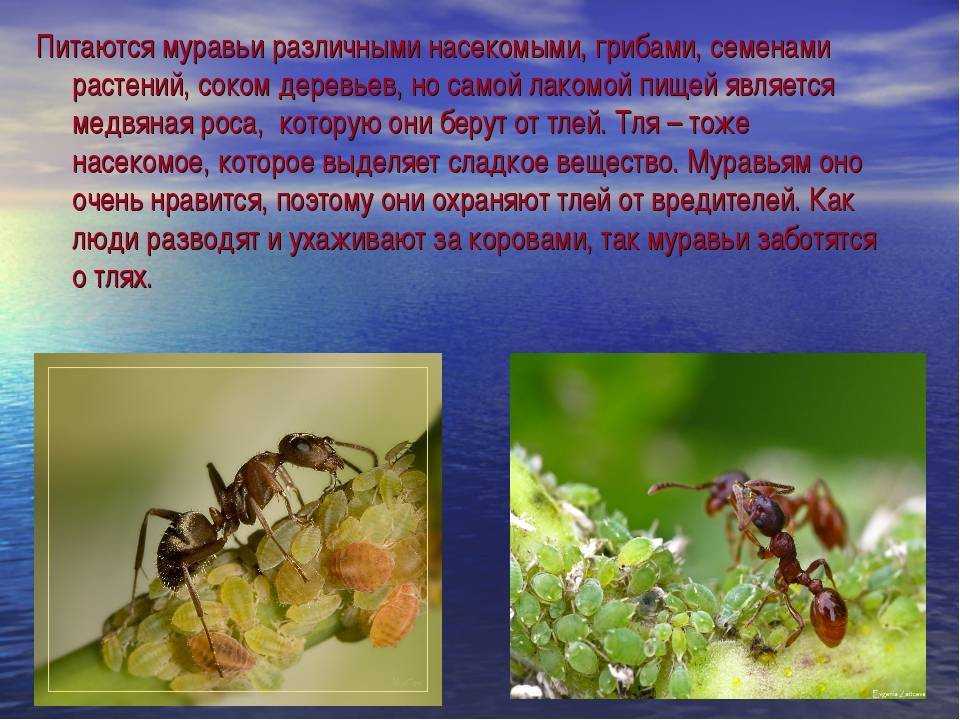 Виды муравьев в россии: описание, размножение, особенности