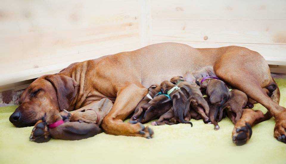 Беременность у собак: сколько длится, подробно по дням, тест
