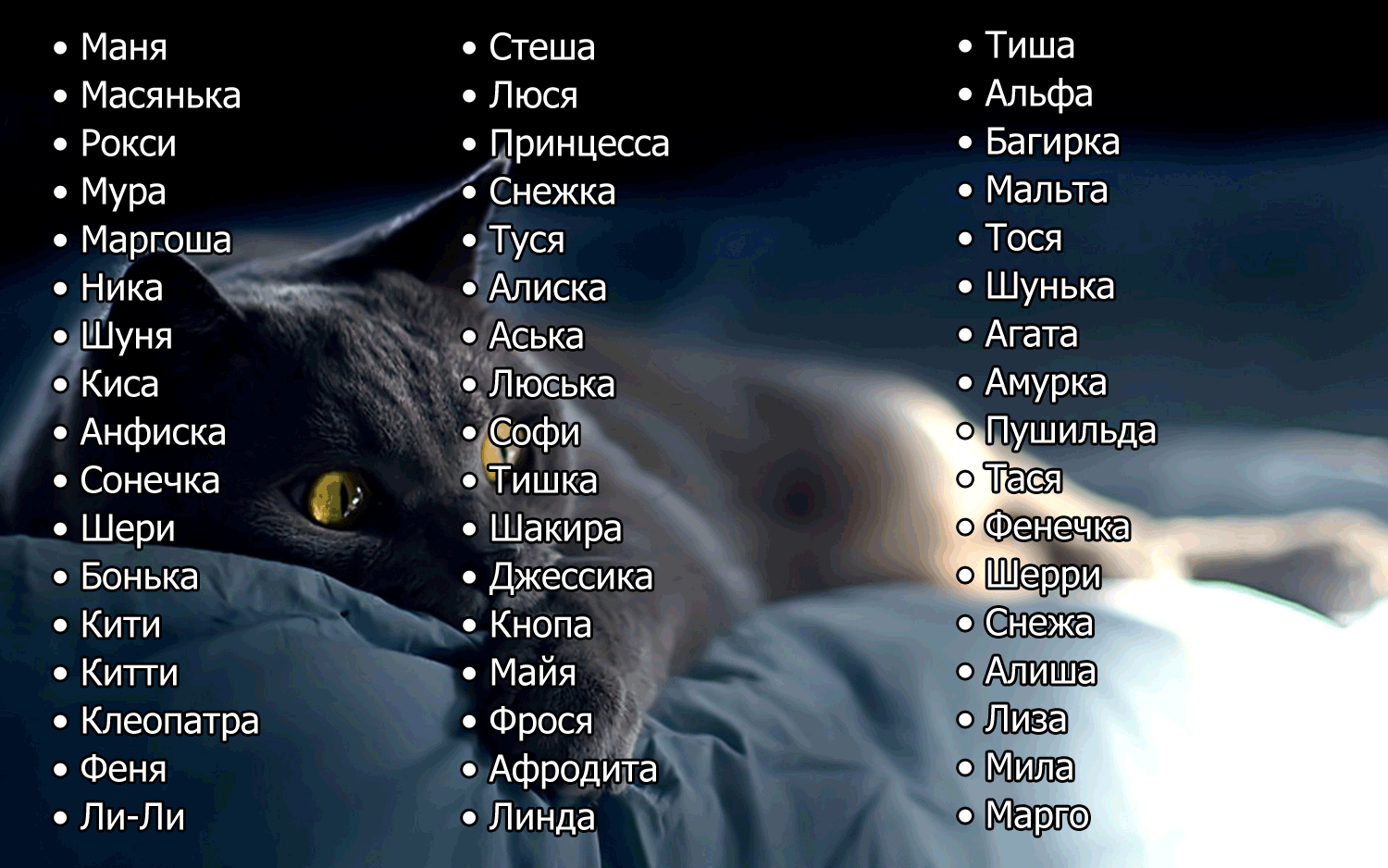 Сборник имен кошек девочек на буквы Ш и Щ с расшифровкой значений имен и страны происхождения