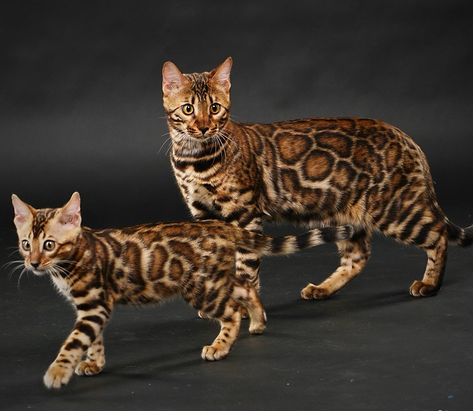 Бенгальская кошка: описание породы — маленький леопард или домашний мурлыка