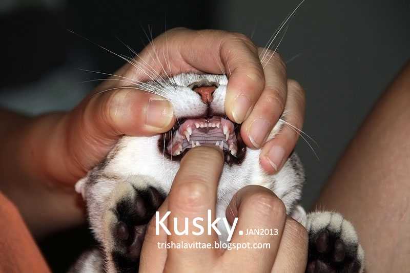 Лакомства для чистки зубов кошек