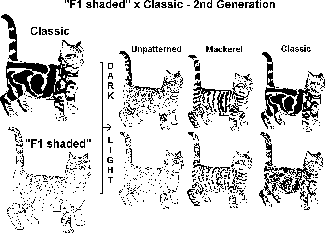 Окрасы кошек (окрас на шерсти кощачьих), коды окраса таблица