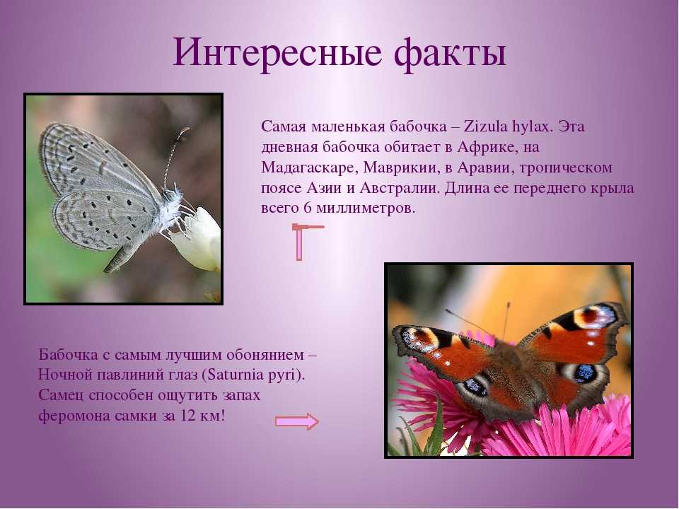 Покажи где бабочка. Самые интересные сведения о бабочках. Интересное про бабочек для детей. Интересно о бабочках для детей. Доклад про бабочку.