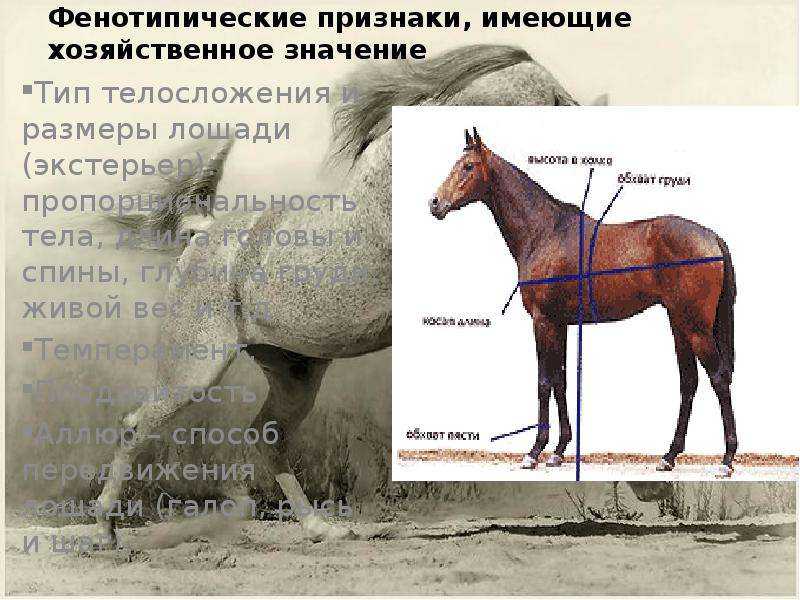 Список пород лошадей
