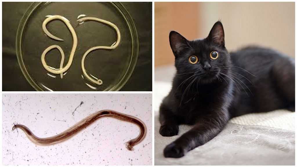 Виды паразитов у кошек, эффективные способы борьбы