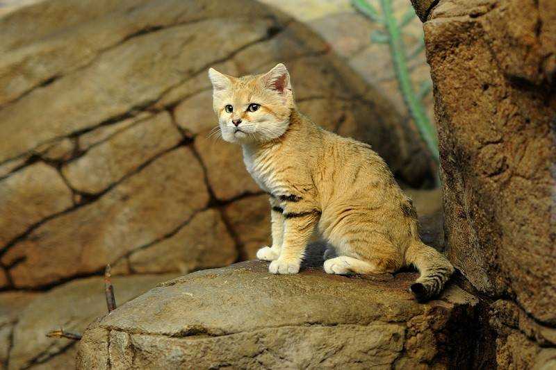 Барханный кот: описание вида