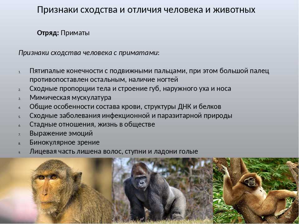 Выберите особенности отличающие. Отряд приматы характеристика человека. Признаки отряда обезьяны. Особенности отряда приматы. Приматы отряды млекопитающих.