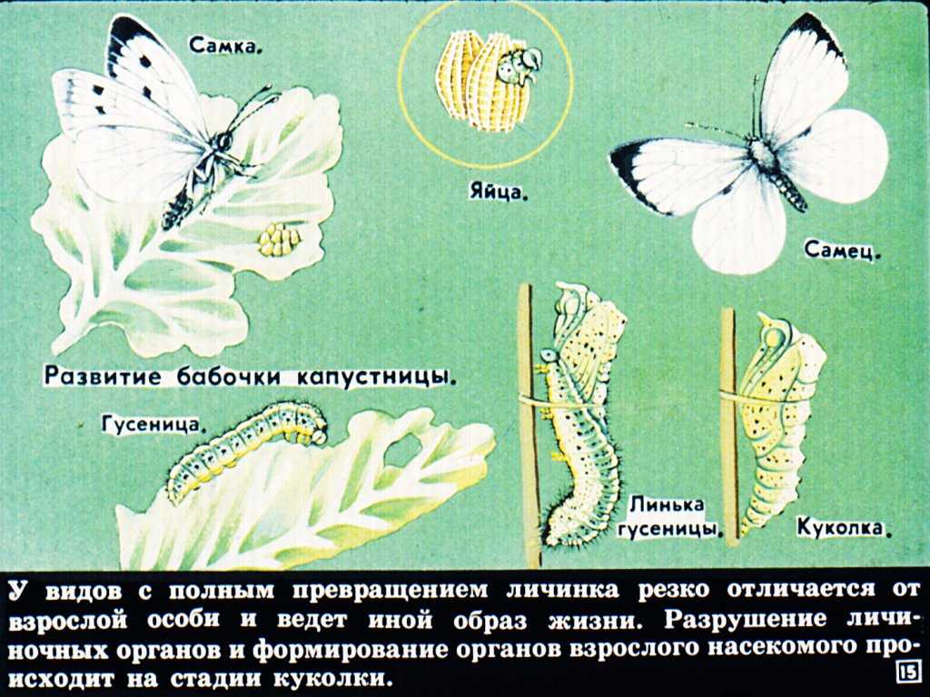 Развитие бабочки капустницы
