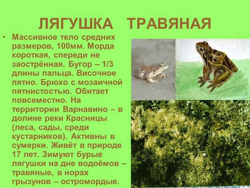 Стеклянная лягушка. описание, особенности, образ жизни и среда обитания лягушки | живность.ру