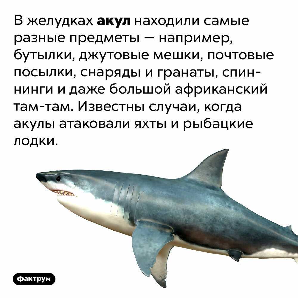 10 фактов про китовую акулу: коротко и интересно Китовая акула - крупнейшая из существующих в настоящее время видов акул, а также крупнейшая из современных рыб Её размер достигает по меньшей мере 12-14 м, возможно, до 18 м