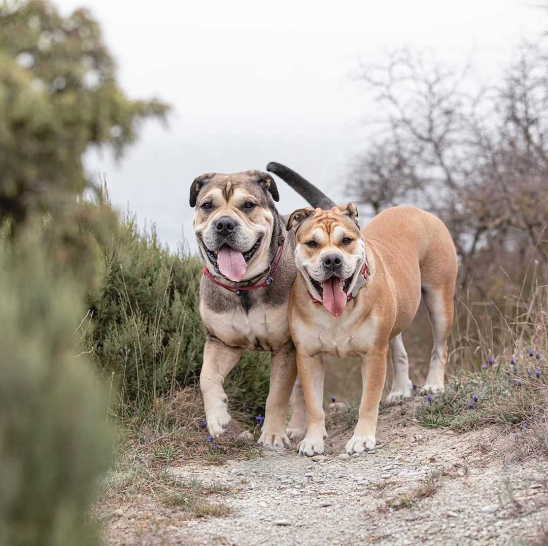 Тернер и хуч: порода собаки из фильма | фото