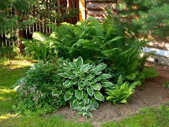 Папоротники. реликтовые растения в вашем саду