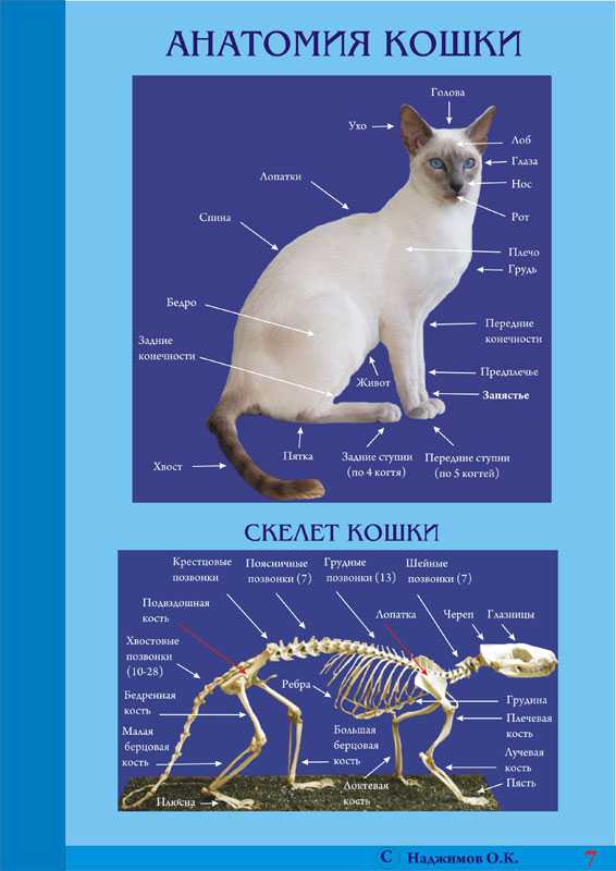 Строения скелета кошки