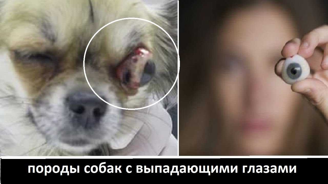 7 популярных пород собак, у которых выпадают глаза