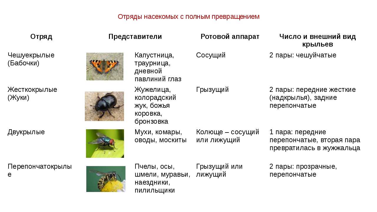 Чем питаются личинки чешуекрылых. Класс насекомые отряды с полным превращением. Биология 7 класс отряды насекомых с полным превращением. Признаки отрядов насекомых таблица. Насекомые с неполным превращением таблица.