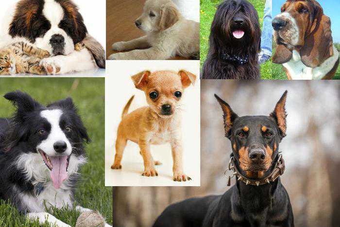 Покажи все виды. Всех видов собак. Разнообразие пород собак. Разные виды пород собак. Собаки бывают разные.