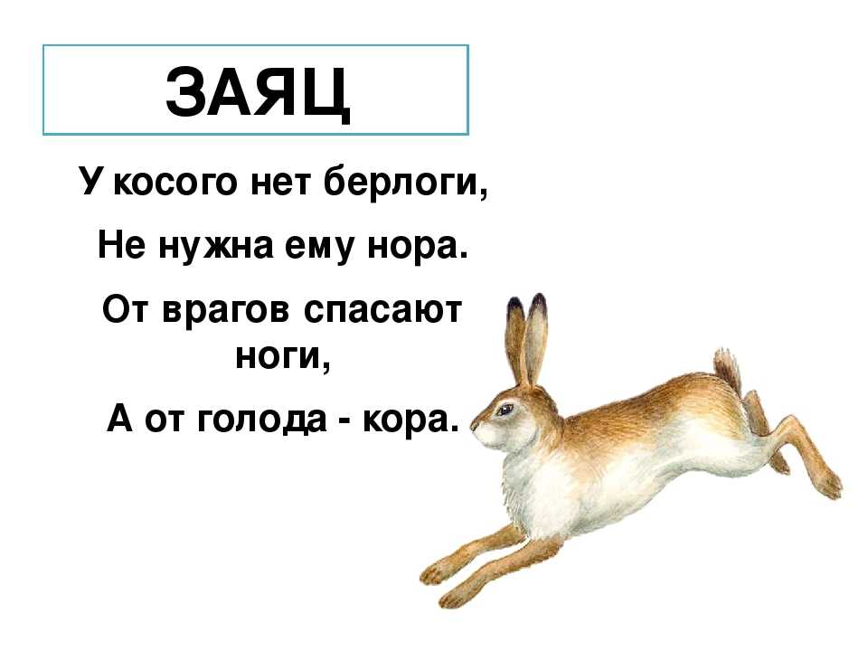 Слово заяц по слогам. Загадка про зайца. Что за загадка. Загадка про зайчика. Загадка про зайчика для детей.
