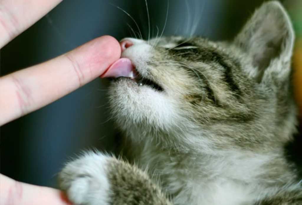 Кошка лижет руки своим хозяевам: размышляем об основных причинах | ваши питомцы