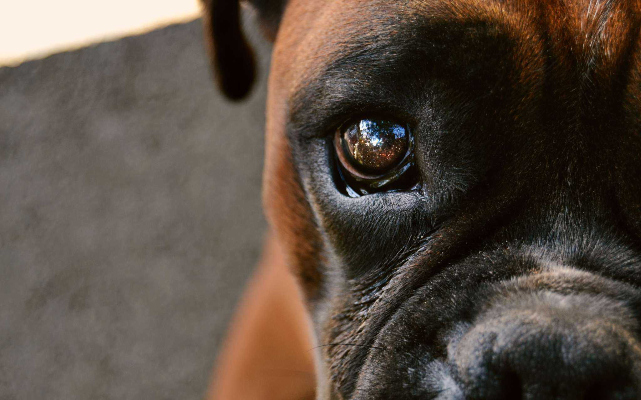 Собака ослепла: причины, как определить потерю зрения, уход за слепой собакой