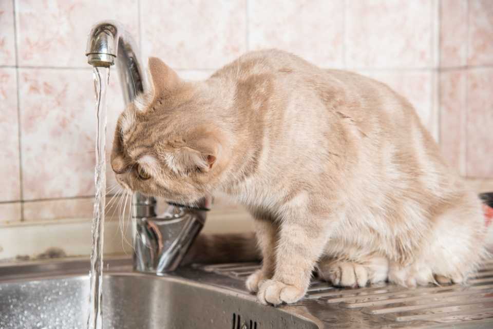 Котенок не пьет воду: причины и последствия обезвоживания