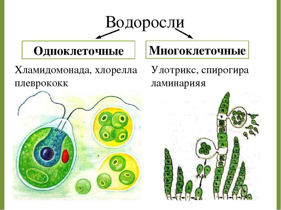 Хлорелла группа организмов
