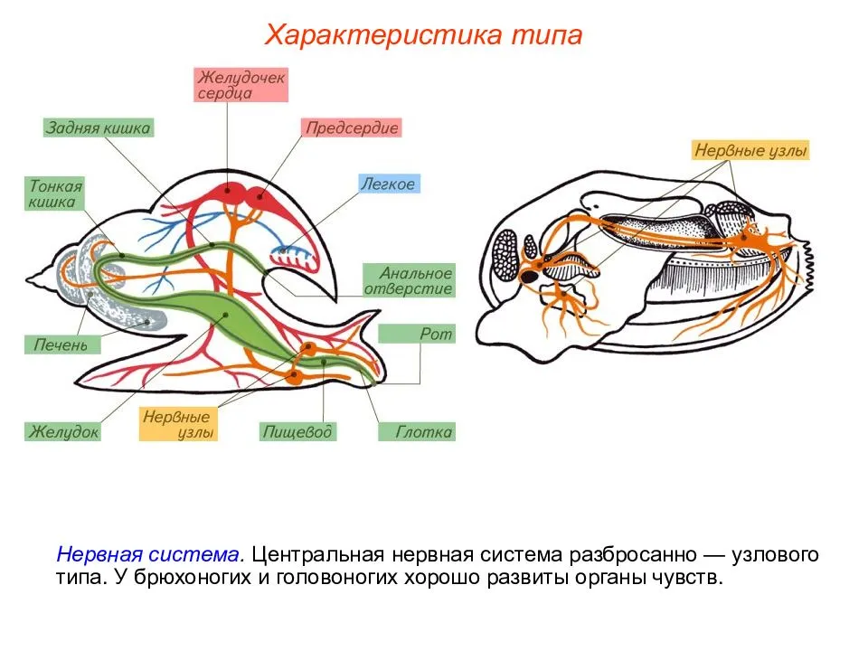 Моллюски имеют сердце. Строение нервной системы моллюсков. Тип моллюски нервная система брюхоногих. Тип нервной системы у брюхоногих. Нервная система брюхоногих моллюсков Тип.