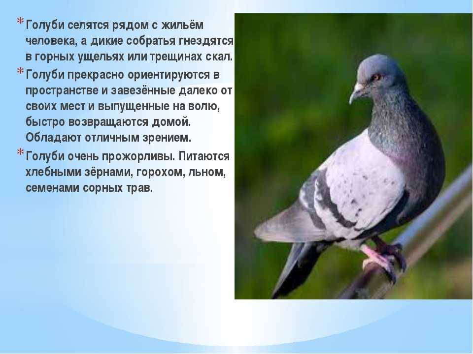 Сизый голубь - голуби рода columba | некоммерческий учебно-познавательный интернет-портал зоогалактика