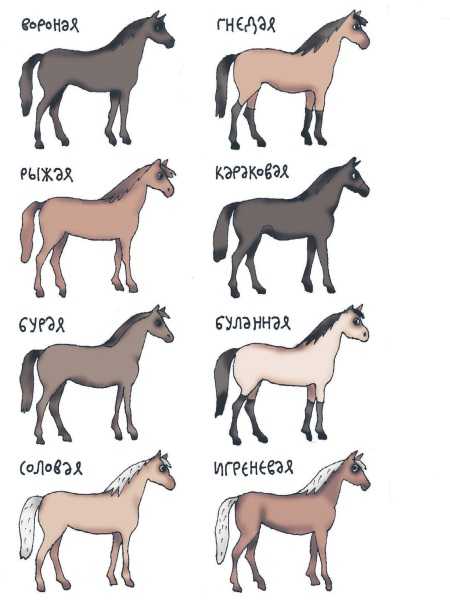 Клички для лошадей: подбираем красивые имена кобылам и жеребцам