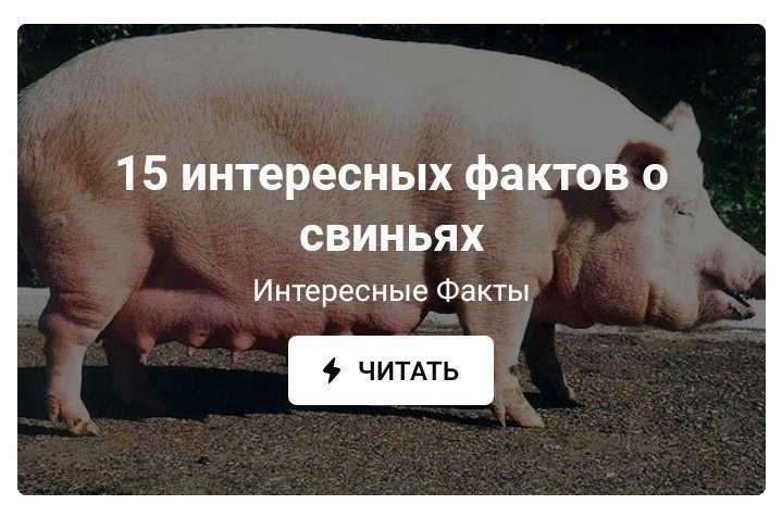 14 удивительных фактов о свиньях, которые вы не знали