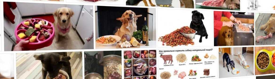 Чем кормить охотничью собаку: рацион питания, полезные продукты, примеры меню