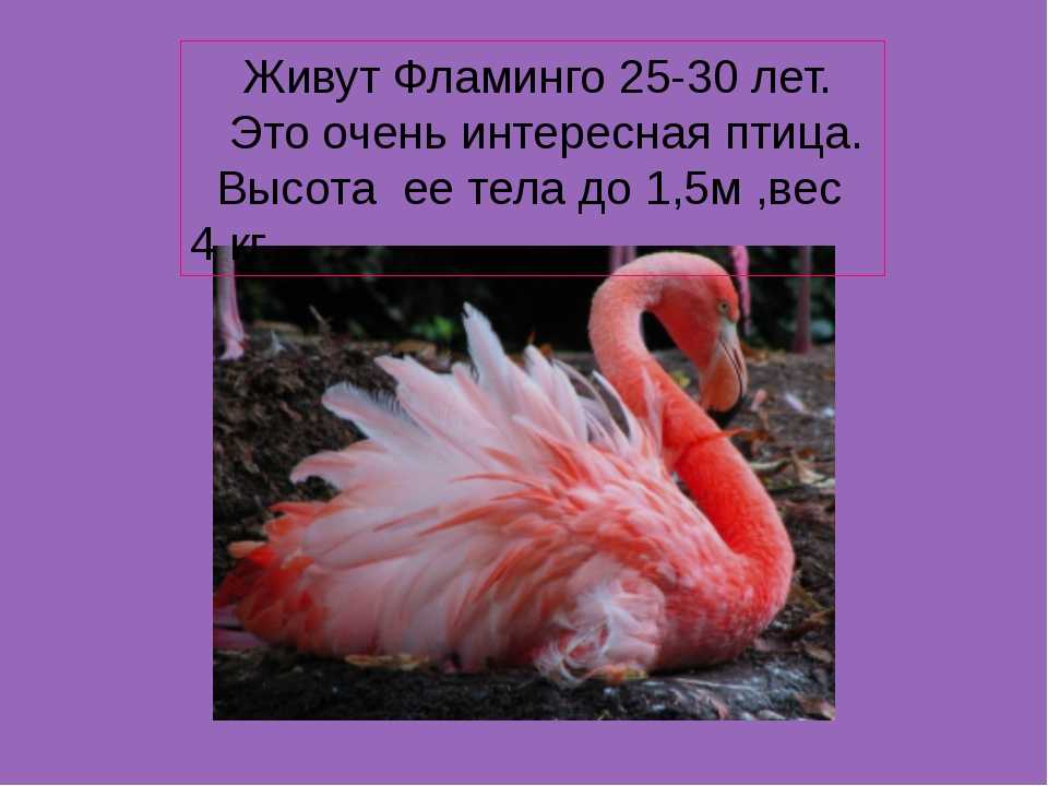 Фламинго. среда обитания и образ жизни фламинго | животный мир