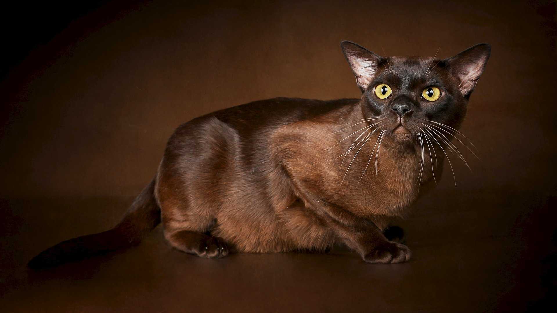 Порода бурманская кошка (бурма): уход и содержание, отзывы владельцев | medeponim.ru