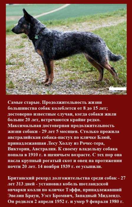 Собака дженны марблс: интересные факты | ваши питомцы