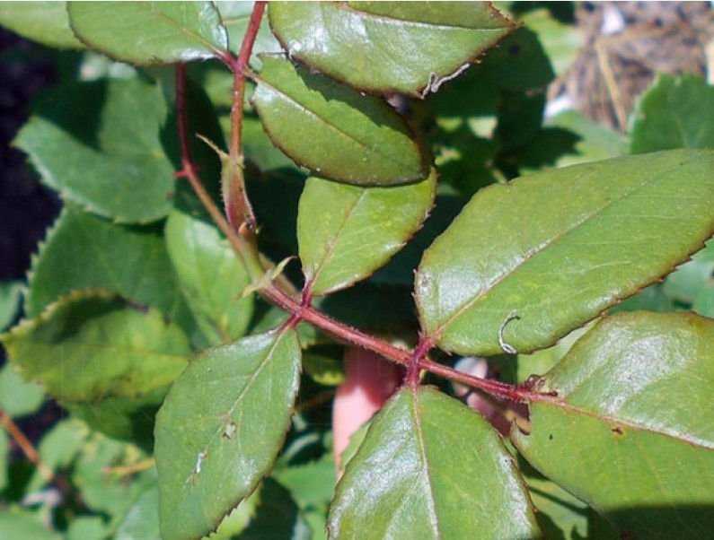 Роза канина - rosa canina - abcdef.wiki