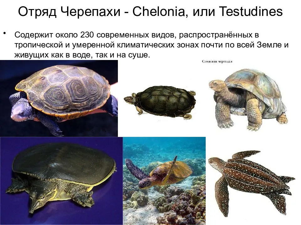 Признаки класса черепахи