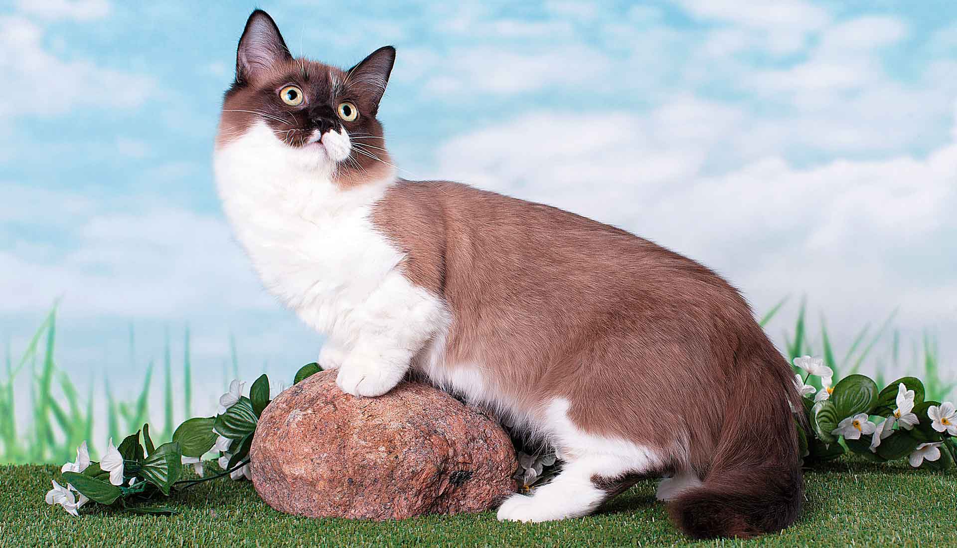 Коротколапые кошки: как называется порода питомцев с короткими лапами?