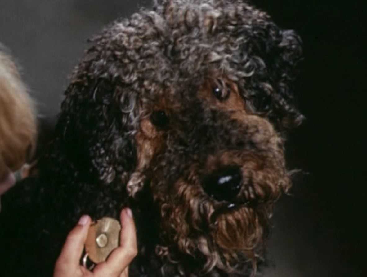 Порода собак из фильма "электроник": фото
порода собак из фильма "электроник": фото