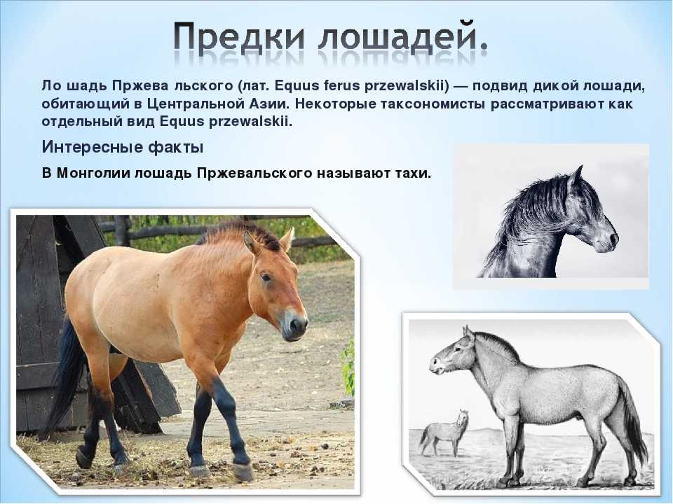 Чистокровные лошади (английская, арабская породы): характеристика, описание с фото, видео