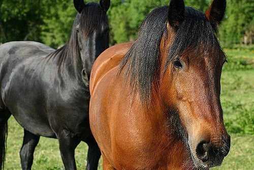 Как зовут лошадку. Клички лошадей. Красивые имена для лошадей Жеребцов арабские. Клички для арабских лошадей Жеребцов. Имена для лошадей кобыл самые красивые.