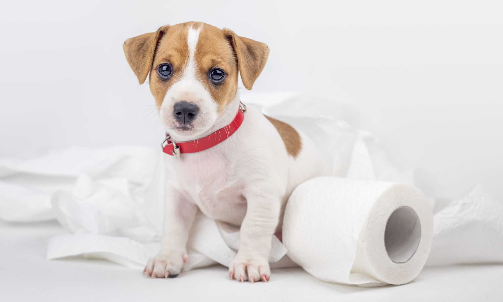 Как щенка и взрослую собаку приучить к туалету на улице, отучить ходить в туалет дома? как приучить щенка маленьких пород к туалету в квартире на пеленку? когда щенок начинает терпеть и проситься в туалет?