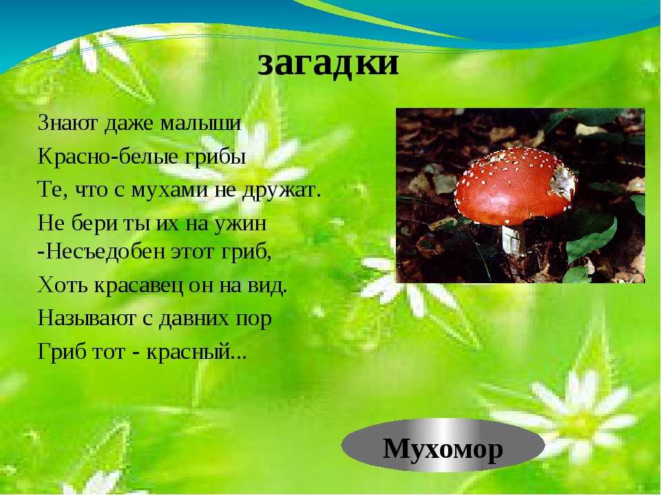 Конспект занятия по ознакомлению с окружающим миром «ядовитые грибы — мухомор» в средней группе