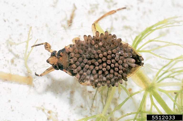 Полужесткокрылые, или членистохоботные (hemiptera)