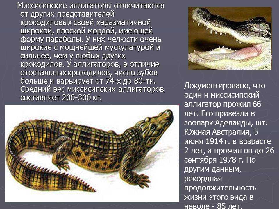 Американский (миссисипский) аллигатор – описание вида и образ жизни рептилии
