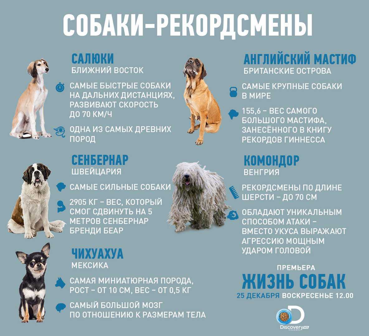 Продолжительность жизни собаки-дворняжки, какие факторы на это влияют Как продлить жизнь питомцу Отзывы владельцев дворняг