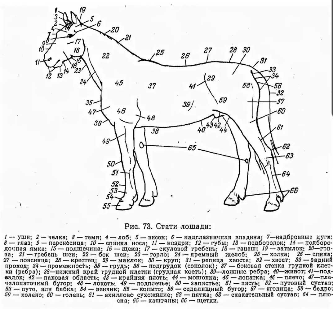 Экстерьер и строение лошади: типы профилей, шея, грудные и плечевые мышцы