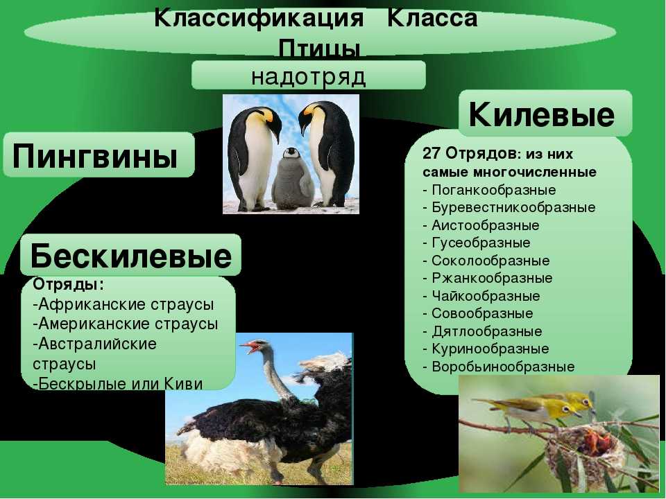 Птицы россии – список птиц, виды, название и фото