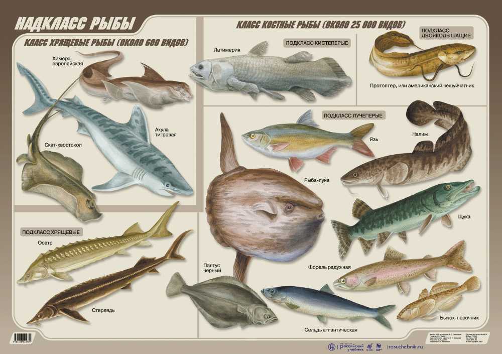 Многообразие рыб 7 класс. Классификация костных рыб. Надкласс рыбы класс костные. Классификация костных рыб таблица. Разнообразие рыб.