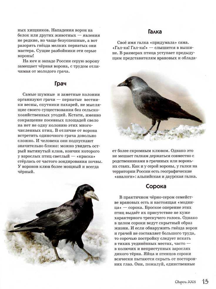 Таксономия и классификация врановых птиц россии и сопредельных территорий